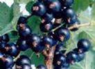 Iqf Black Currant  (Sales6 At Lgberry Dot Com Dot Cn)